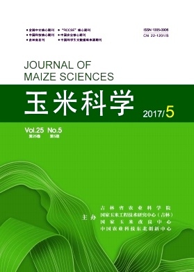 玉米科学